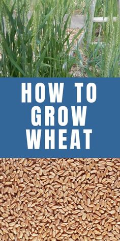 an image of how to grow wheat in the garden with text overlay that reads, how to grow wheat