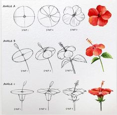 an image of different types of flowers drawn in pencil and watercolor on white paper