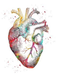 the human heart is painted with watercolors