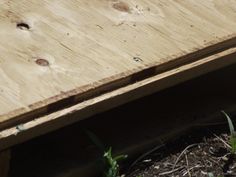 a bird is sitting on the edge of a wooden table with grass growing around it