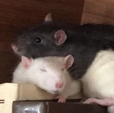 two white and black mice sitting next to each other