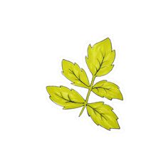 a drawing of a green leaf on a white background