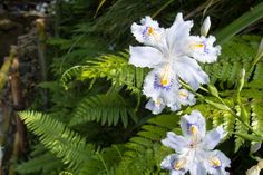 some white and blue flowers in the middle of green plants with fern leaves around them