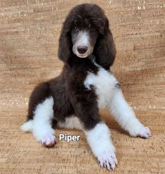 a brown and white puppy sitting on top of a couch