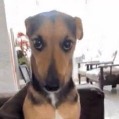 a dog sitting on top of a couch looking at the camera