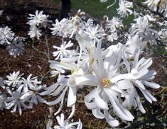 white flowers are blooming in the garden