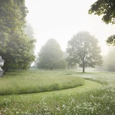 an open field with trees and grass in the foreground, on a foggy day