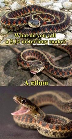 two different snakes with their mouths open and the words, what do you call a 3 - 4 meter long snake?