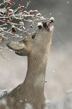 a deer with its head in the air and some berries on it's antlers