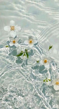 white flowers floating in water with ripples on the surface