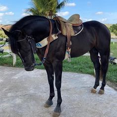 a black horse with a saddle on its back standing in front of a palm tree