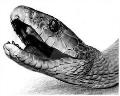 a drawing of a snake with its mouth open