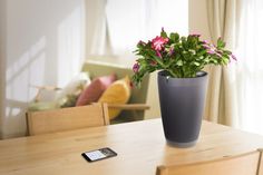 a small potted plant sitting on top of a table next to a cell phone