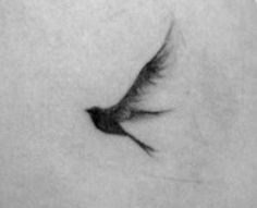 a black and white photo of a bird's wing with no wings on it