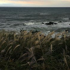 the ocean is choppy with waves coming in to shore and grass blowing in the foreground