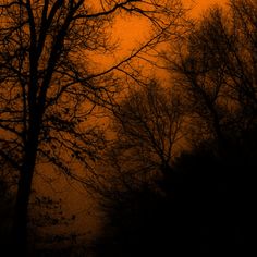 the silhouette of trees against an orange sky