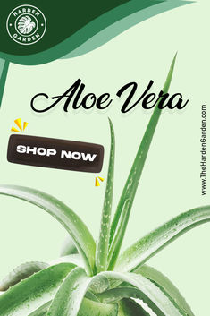 an aloe vera plant with the words shop now on it's back side