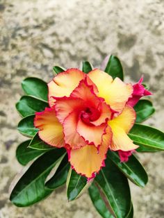 a yellow and red flower with green leaves in the foreground on a stone surface