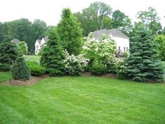 some bushes and trees are in the grass