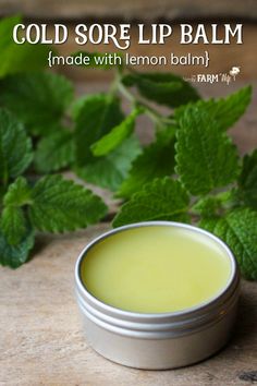 Lemon balm is a powerful antiviral that has been proven to fight cold sores. Use this DIY lemon balm lip balm recipe to help fight and prevent cold sores or for everyday use when lips are chapped and dry. Herbal Cold Sore Remedy, Lemon Balm Lip Balm Recipe, Lemon Lip Balm, Diy Healing Lip Balm Recipes, Diy Healing Lip Balm, Lemon Balm For Cold Sores, Herbal Remedies For Cold Sores, Lemon Balm Lip Balm, Diy Carmex Lip Balm