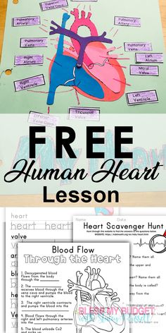 the human heart lesson for kids with free printables