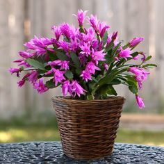 purple flowers in a wicker basket on a table