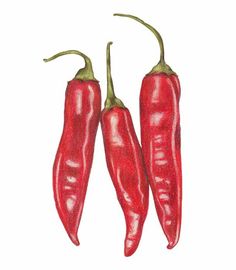 two red peppers are shown on a white background