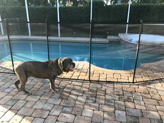 a dog standing in front of a swimming pool with a fence around it's perimeter