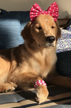 a golden retriever dog with a pink bow on her head laying on a bed