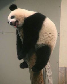 a panda bear sitting on top of a tree branch