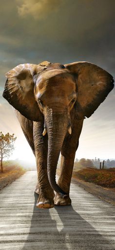 an elephant walking down the middle of a road