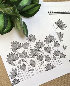 some black and white drawings on paper next to a potted plant with green leaves