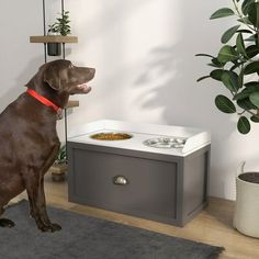 a brown dog sitting in front of a grey chest with food on it's side