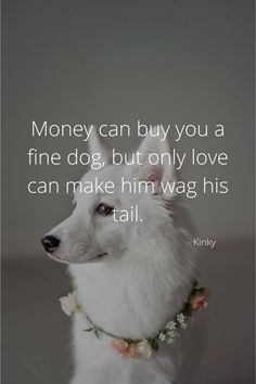 Dog quotesMoney can buy you a fine dogbut only love can make him wag his tailKinky Dog headdog insidedog typesdog artdog loverdog wallpaperdog stuffdog fashiondogsdog needsdog collage Dog Collage, Dog Types, Dog Status, New Connections, Discover Quotes, Wallpaper Dog, Fabulous Quotes