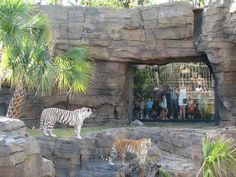 two tigers in an enclosure with people looking at them