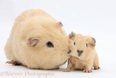 a couple of animals that are next to each other on a white surface with one animal kissing the other