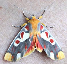 a close up of a moth on a person's arm