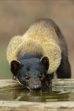 a small animal drinking water from a pond