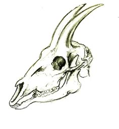 a drawing of a dinosaur's skull