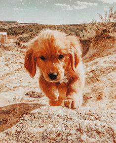 a dog is walking on the sand in the desert and looking at the camera man