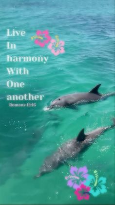 two dolphins swimming in the ocean with a quote above them that says live in harmony with one another