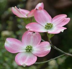 three pink flowers are blooming on a tree branch