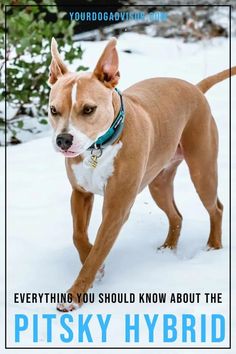 a brown and white dog standing in the snow with text overlay that reads, everything you should know about the pitky hybrid