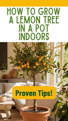 a potted lemon tree with the title how to grow a lemon tree in a pot indoors