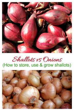 an image of onions and garlics with text overlay that reads shalbot's onions how to store, use & grow shallots