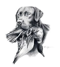 a pencil drawing of a dog holding a bird in its mouth and looking at the camera