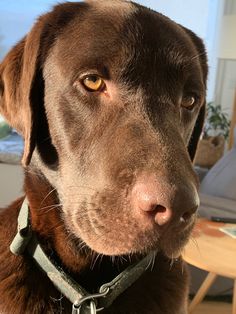 a close up of a dog wearing a collar and looking at the camera with an intense look on his face