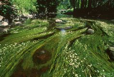 green moss growing on the ground next to rocks and water with trees in the background