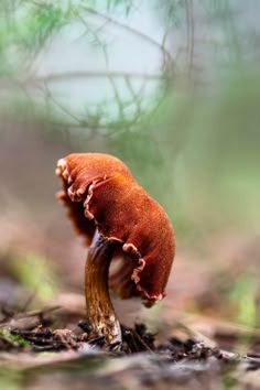 a close up of a small mushroom on the ground