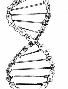 the structure of a double - stranded human cell, vintage line drawing or engraving